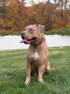 The Happy K-9 Training & Rehabilitation
