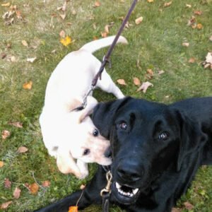 Companion Dog Training