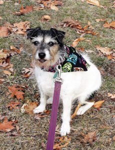 Canine Congeniality, LLC
