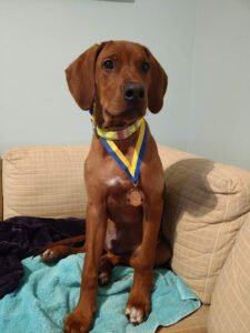 Southcoast Dog Training & Care, Inc.