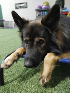 New England K9 Athlete