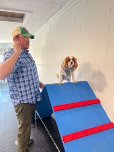 Total Recall Dog Training