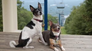 Sit, Stay & Obey Dog Training LLC