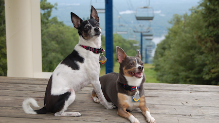 Sit, Stay & Obey Dog Training LLC