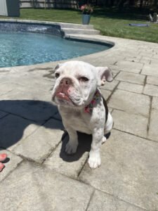 Unleashed Dog Training