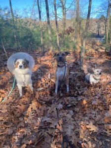P&B’s Canine Crew Dog Walking