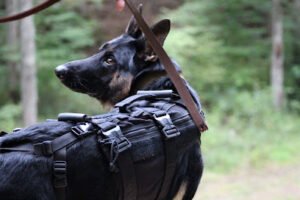Mutdz Dog Training