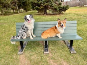 Barks R Us Training