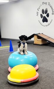 All Paws Dog Training