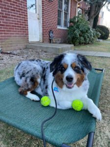 Jezzie Paws Dog Training