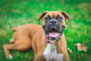 Every Great Dog