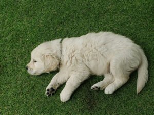 Golden Opportunities for Independence