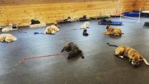 Runchkin Hill K9 Training and Breeding Facility