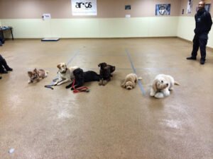 Argos Dog Training