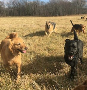 DogMan Dog Training