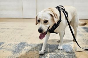 PAWS-itively Obedient