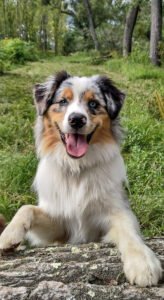Sandy Meadow Farm Obedience School