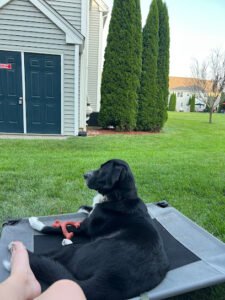 North Boston Dog Training