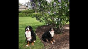 Sirius Fun Dog Training