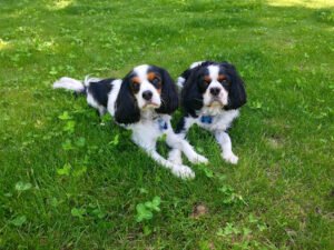 Om Obedience, Professional Dog Training