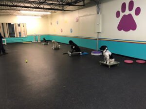 Fit N Trim Dog Training