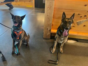 Pack of Paws Dog Training