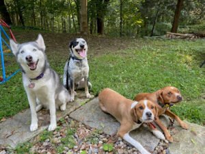 Well Balanced Dog Training