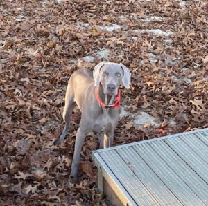 Starwood Kennel