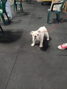 Canine Mastery