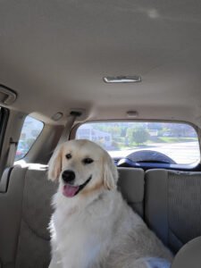 Timber Trails Canine Training