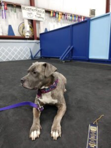 Masterpeace Dog Training