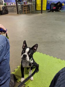 Canine University