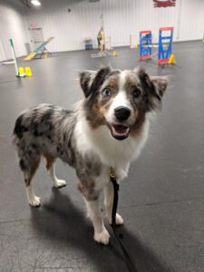 Performance Plus K9 Activity Center