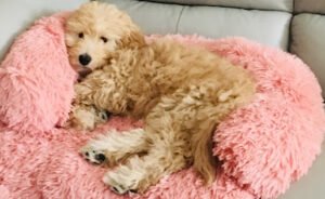 Pawfect Puppy Training