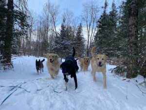 Green Creek Canine