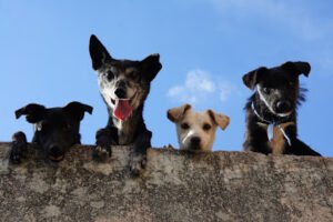 dogsbyjanet