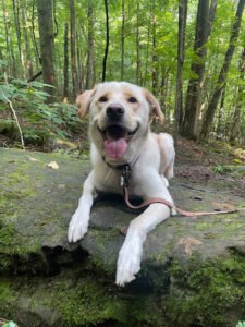 Real World K-9 LLC