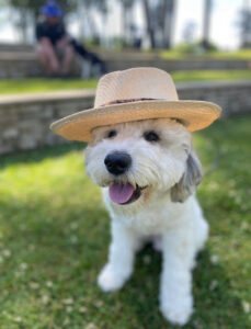 Paws and Resolve Dog Training