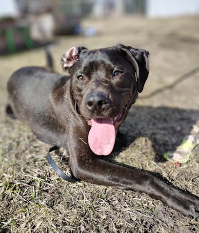Full Spectrum Dog Training