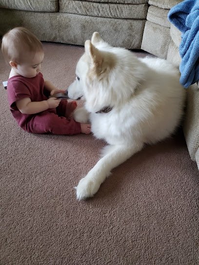 TacoMo Dog Training