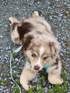 Aspen’s Edge Kennels and Training