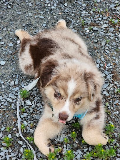 Aspen’s Edge Kennels and Training