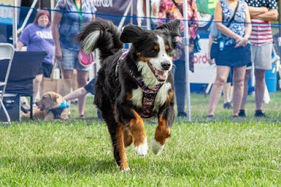 Raise The Woof Dog Training