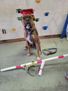 Michele’s Dog Training