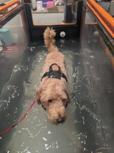 Hydrodogs