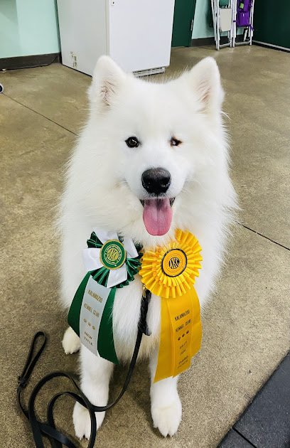 Solid Gold Dog Training