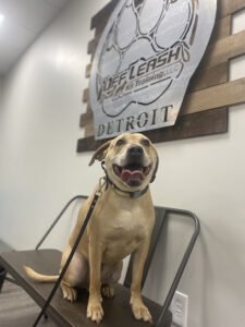 Off Leash K9 Training