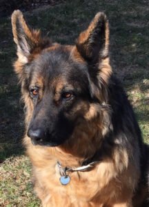 St. Michael‚Äôs Canine Services