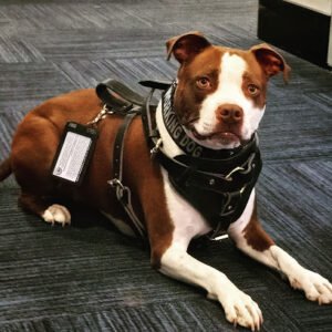 Dan Morris Dog Training