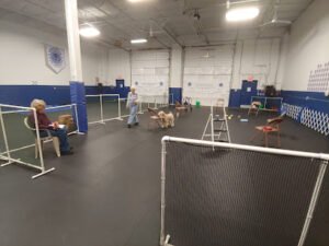 Wolverine Dog Training Club